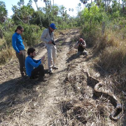 image of boa-constrictor-boya-boa-constrictor