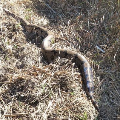 image of boa-constrictor-boya-boa-constrictor