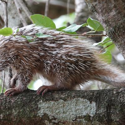 image of porcupine-coendou-prehensilis