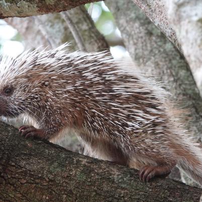 image of porcupine-coendou-prehensilis