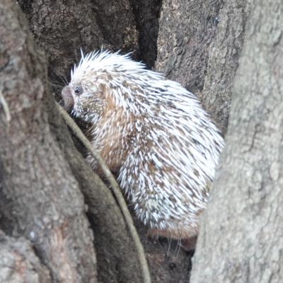 image of porcupine-coendou-prehensilis