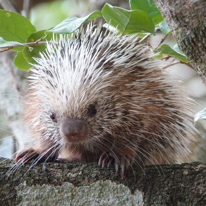 image of porcupine-coendou-prehensilis