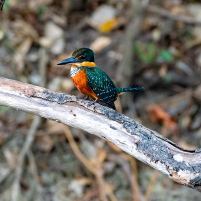 image of green-and-rufous-kingfisher-chloroceryle-inda