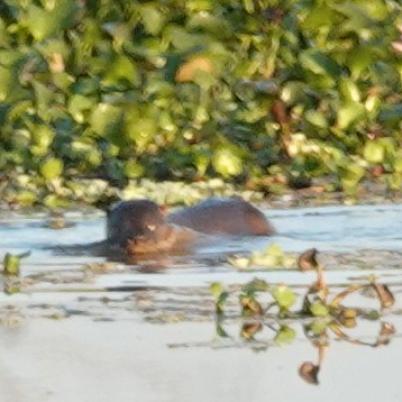 image of neotropical-otter-or-neotropical-river-otter-lontra-longicaudis