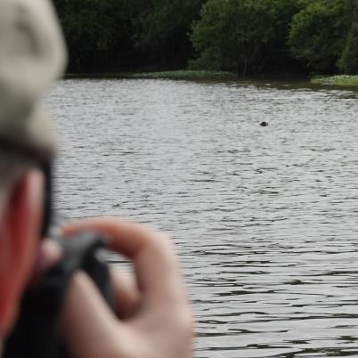 image of neotropical-otter-or-neotropical-river-otter-lontra-longicaudis