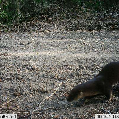 image of neotropical-otter-or-neotropical-river-otter-lontra-longicaudis