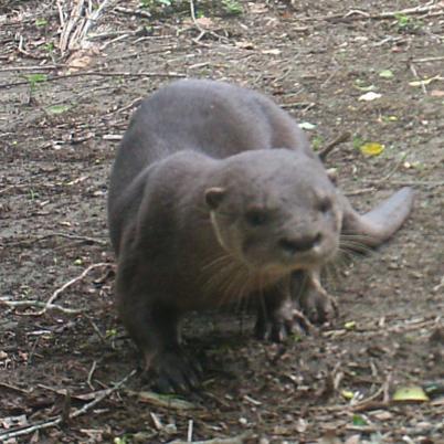 image of neotropical-otter-or-neotropical-river-otter-lontra-longicaudis