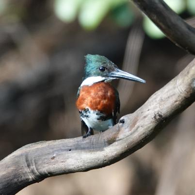image of green-kingfisher-chloroceryle-americana