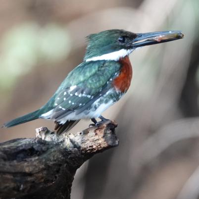 image of green-kingfisher-chloroceryle-americana