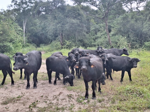image of bufalo
