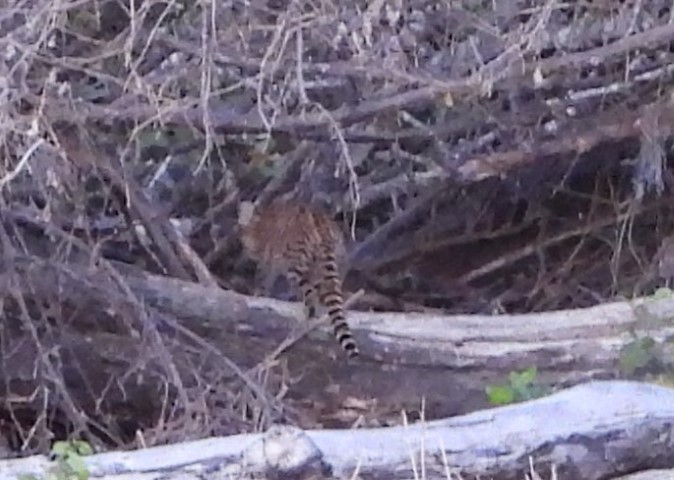 image of geoffreys-and-jaguarundi-cat