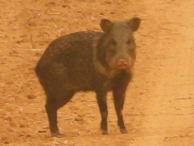 image of mammals