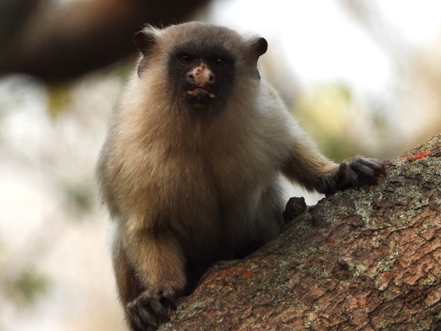 image of monkeys