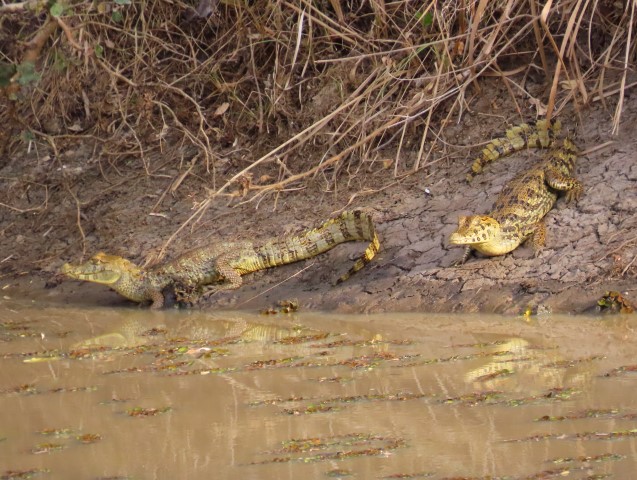 image of camain-and-peni