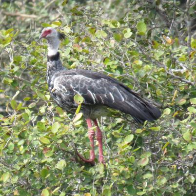 image of birds