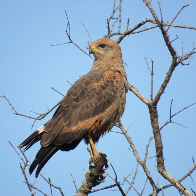 image of birds