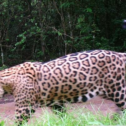 image of jaguars