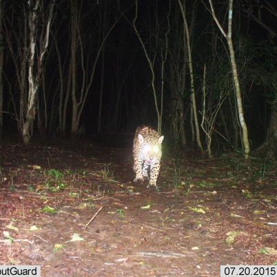 image of jaguars