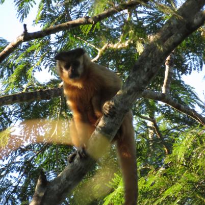 image of monkey
