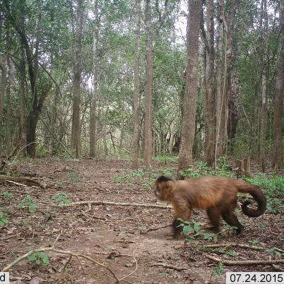 image of monkey