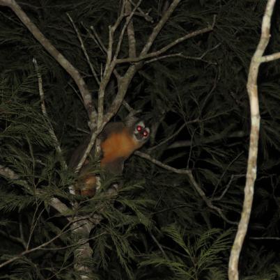 image of monkey