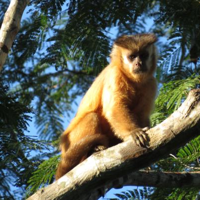 image of monkey