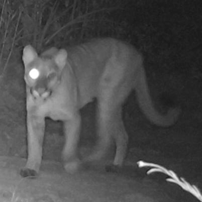 image of mountain-lion-or-puma