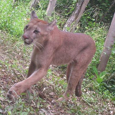 image of mountain-lion-or-puma