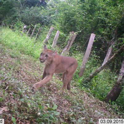 image of mountain-lion-or-puma