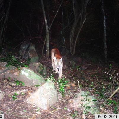 image of mountain-lion-or-puma