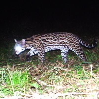 image of oscelote