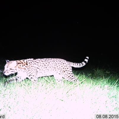 image of oscelote