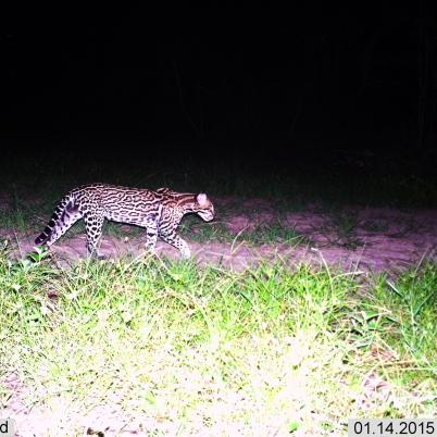 image of oscelote