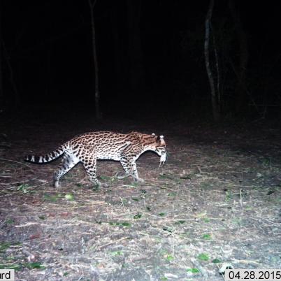 image of oscelote
