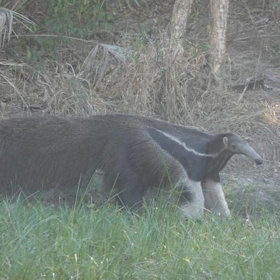 image of giant-anteater