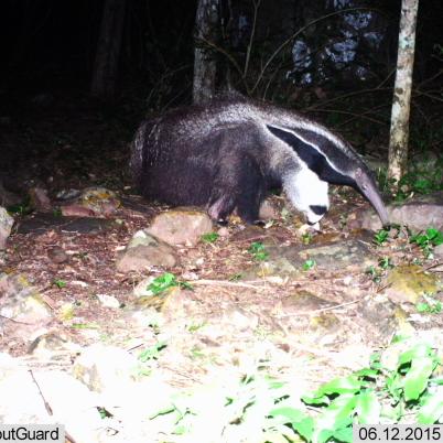 image of giant-anteater