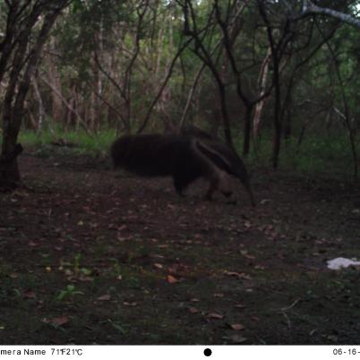 image of giant-anteater