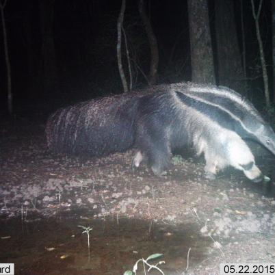 image of giant-anteater