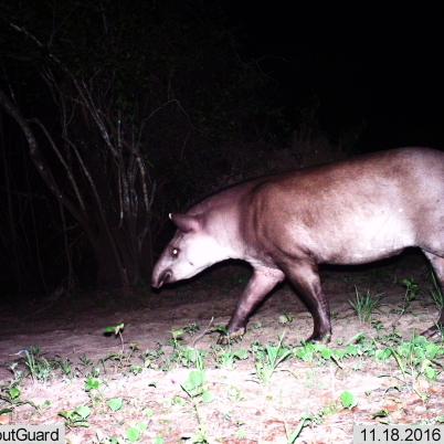 image of tapir