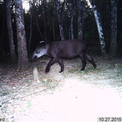 image of tapir