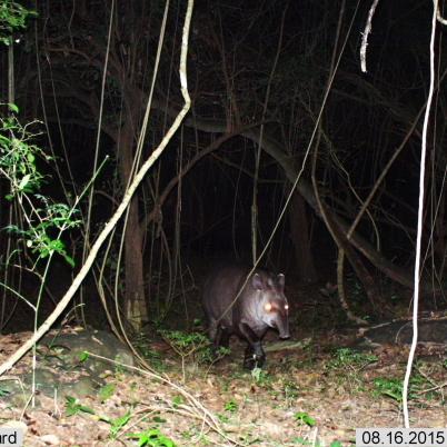 image of tapir