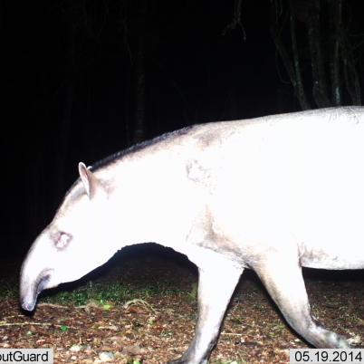 image of tapir