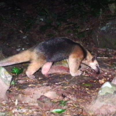 image of collared-anteater