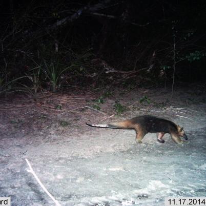 image of collared-anteater