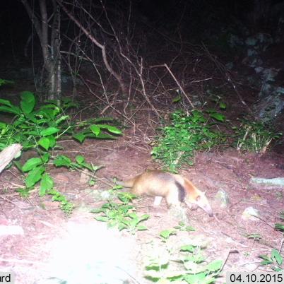 image of collared-anteater