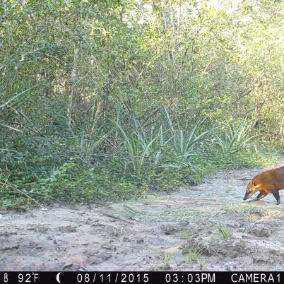 image of coati