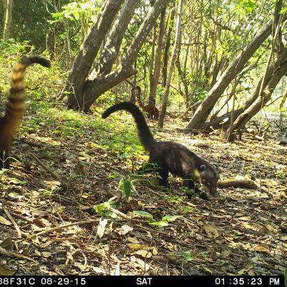 image of coati
