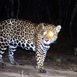 How These Bolivian Ranches Are Helping to Conserve Endangered Jaguars