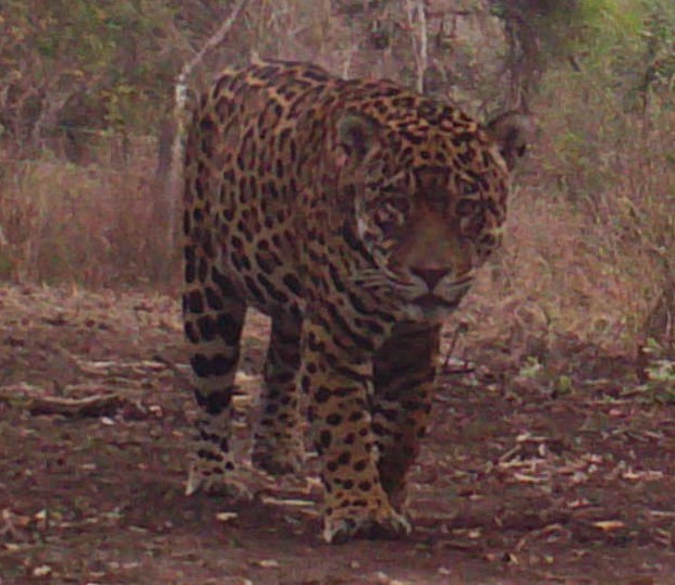 Adult Male Jaguar «ARIES»