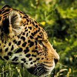 How These Bolivian Ranches Are Helping to Conserve Endangered Jaguars